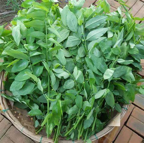 Rau Bồ Ngót